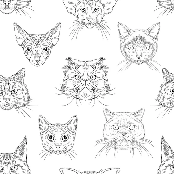 Katten portretten hoofden van verschillende rassen naadloze patroon. — Stockvector