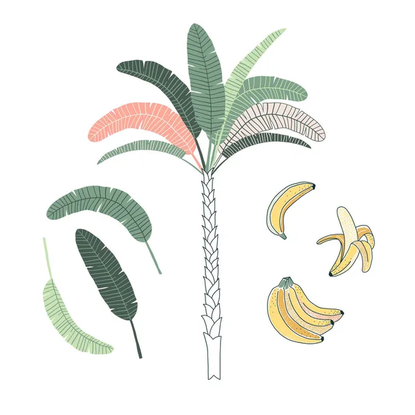 Palm Tree hand ritade vektor illustrationer set — Stock vektor