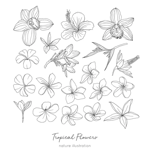 Tropical flowers hand drawn sketches set
