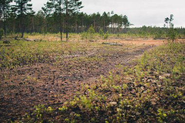 Güzel orman manzara görünümü