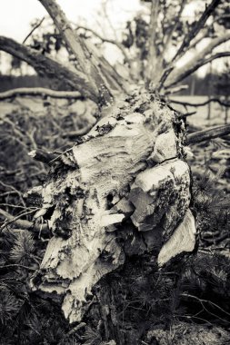 Çam dallarına yakın