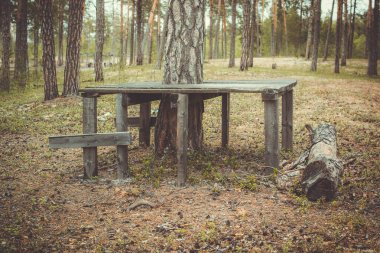 Güzel orman manzara görünümü