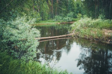 güzel orman manzarası