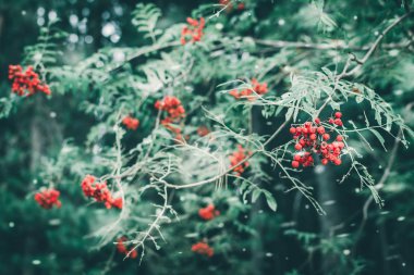 Kış rowan çilek yakın