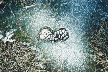 Çam kozalağı sevgisi - doğa