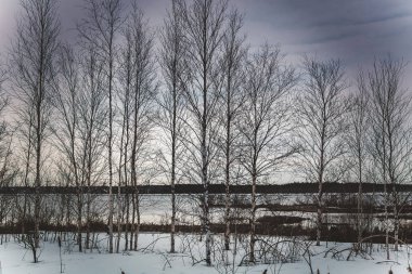 Nehir manzarasındaki huş ağacı