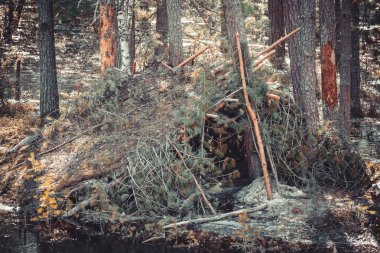 Ağaç dallarından kulübe