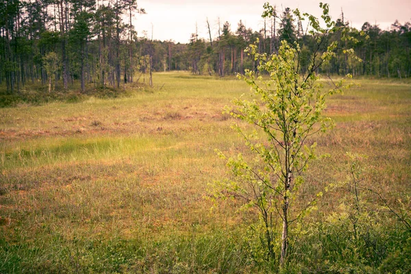 Vista Bela Paisagem Florestal — Fotografia de Stock