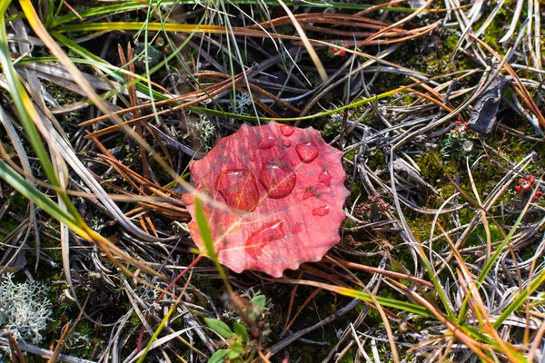 Gros Plan Feuille Automne — Photo