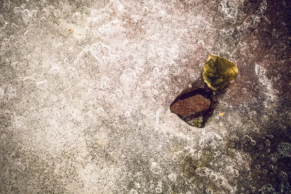 Spring Leaf Ice — Stock Photo, Image
