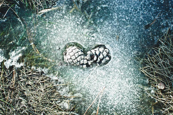 Çam kozalağı sevgisi - doğa