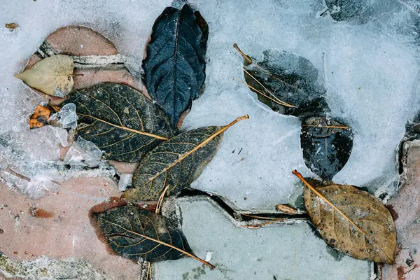 Leaves Icy Stones — Stock Photo, Image