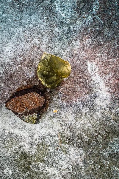 Jarní listy na ledu — Stock fotografie