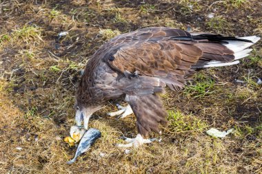 Kafes hayvanat bahçesinde balık yiyen güzel kartal.