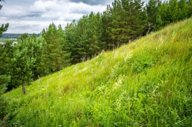 Güzel yaz doğa manzarası.