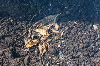 Kuru bahar yaprakları, yakın görünüm