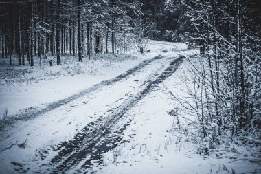 Çam ormanında kış yolu.