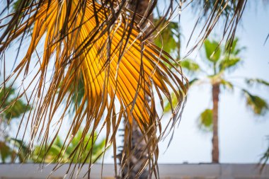 Büyük sarı şube palmiye ağacından asılı