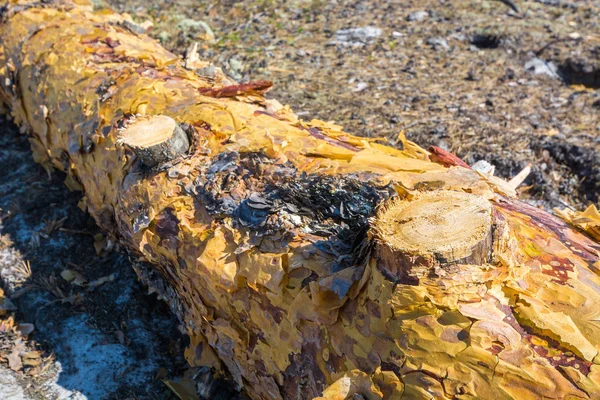 The cut down pine tree with the cut centuries