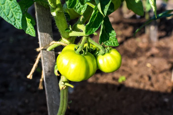 Omogna Gröna Tomater Växer Grenarna Trädgården — Stockfoto
