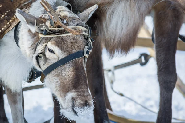 Sad reindeer in leather harness on winter camp in Siberia.