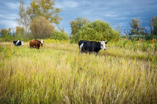 Vacas Lentas Estão Estrada Longo Campo — Fotografia de Stock