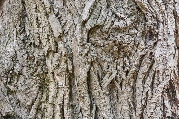 Casca Alívio Uma Árvore Velha — Fotografia de Stock