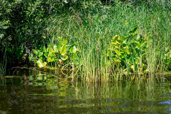 Hermosa Hierba Verde Lago Día Soleado —  Fotos de Stock