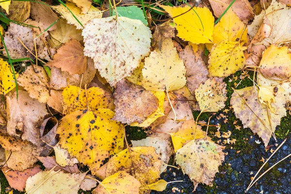 Birch žluté listy spadly ze stromu na asfaltovou silnici v podzimní den. — Stock fotografie