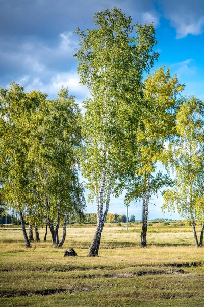 Gyönyörű Zöld Fák Alatt Napsütéses Nap — Stock Fotó