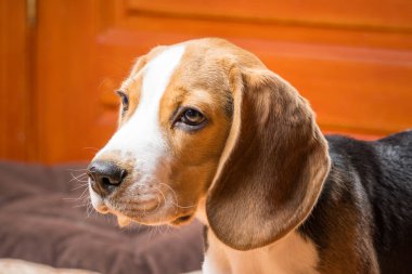 Dost av köpeği uzağa bakıyor