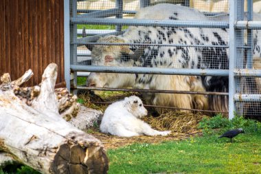 Hayvanat bahçesinde büyük hayvan Yak