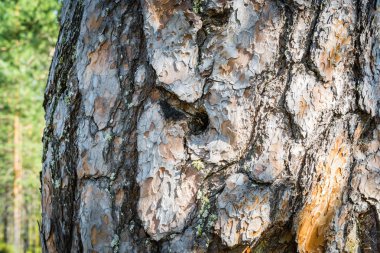 Delikli çam kabuğu.