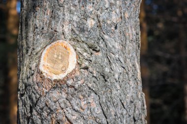 Ormanda soyulmuş çam ağacı.