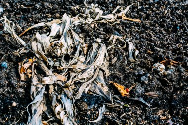 Kuru bahar yaprakları, yakın görünüm