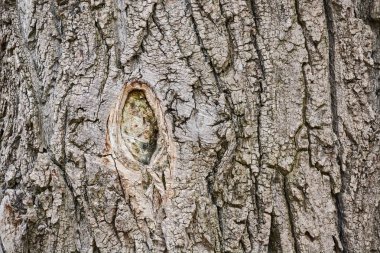 Yaşlı ağaç kabuğu ile büyümüş kırık sürtük trail.