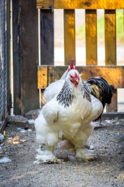 Hayvanat bahçesinin kafesinde güzel beyaz horoz.