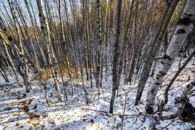 Siberian Taiga 'da orman kıyısı hızlı nehir.