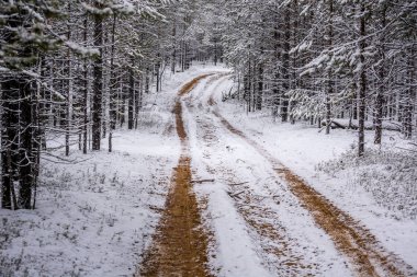 Çam ormanında kış yolu.