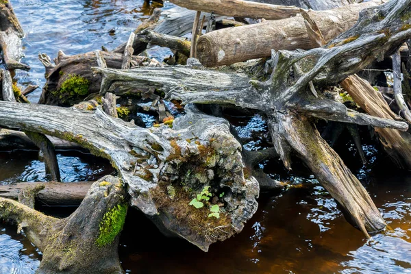 Gedroogde Wortel Water — Stockfoto