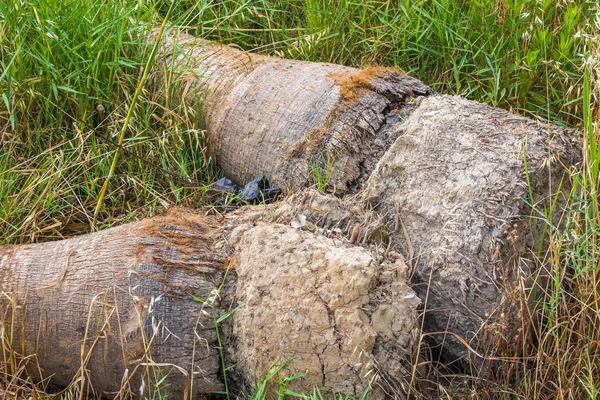 Massieve Wortels Van Gevallen Kokospalm Grond — Stockfoto