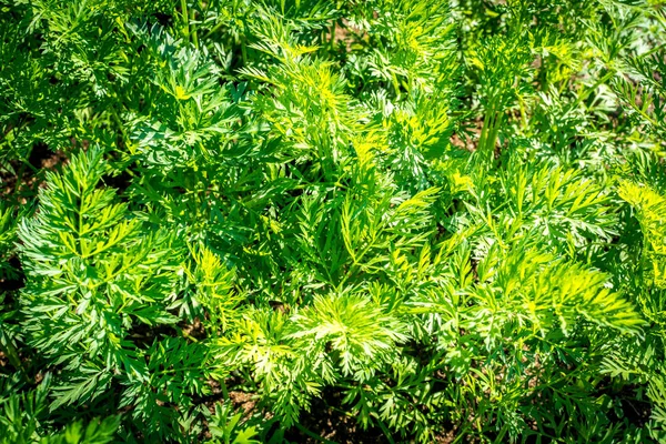 Sommergrünes Gras — Stockfoto
