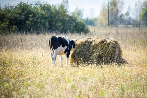 Bela Vaca Comendo Feno — Fotografia de Stock