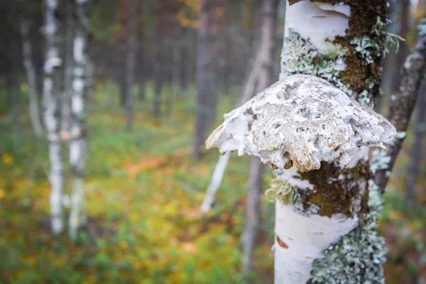 Чага паразитический гриб растет на березовом стволе в лесу . — стоковое фото