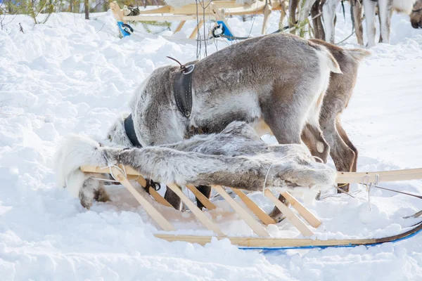 Wild reindeer in harness looking for food under layer of snow on the winter camp of Siberia. — 스톡 사진