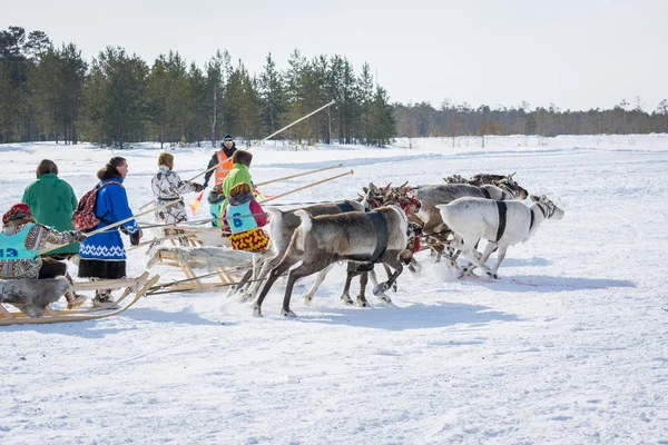 Russkinskaya, Rússia - 24 de março de 2018: As pessoas de Khanty em roupas nacionais da Sibéria começam em renas em uma equipe na neve. Competições para montar um veado. Férias do pastor de renas . — Fotografia de Stock