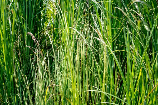 Vackert Grönt Gräs Sjön Solig Dag — Stockfoto