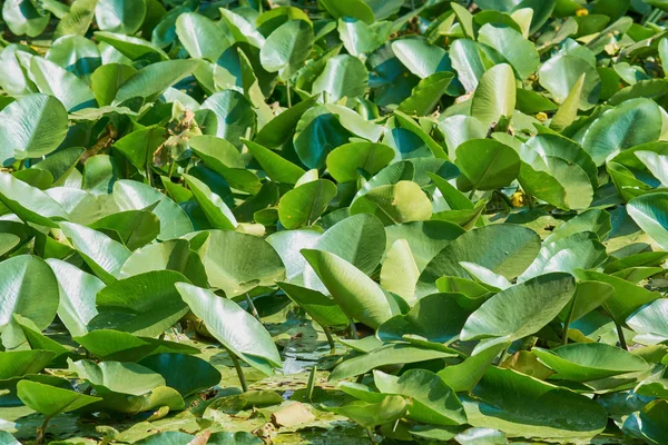 Schwimmende Grüne Seerosen See — Stockfoto