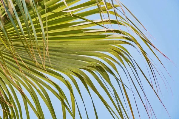 하늘에 코코넛 야자수의 — 스톡 사진