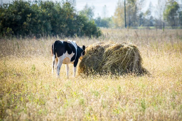 Bela Vaca Comendo Feno — Fotografia de Stock